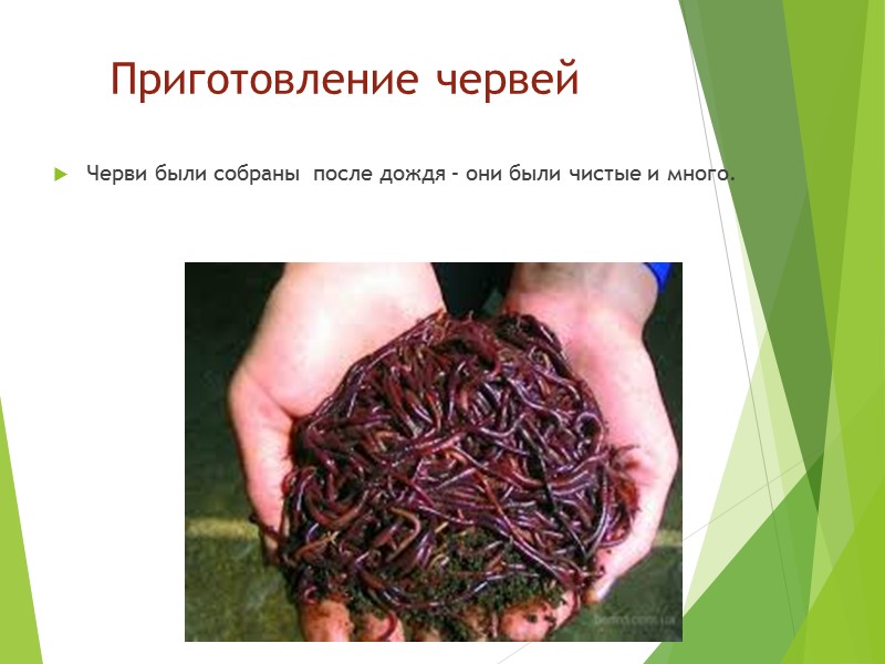 Приготовление червей Черви были собраны  после дождя – они были чистые и много.